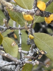 Cerococcus quercus