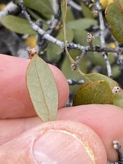 Cerococcus quercus