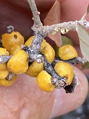 Cerococcus quercus