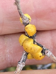 Cerococcus quercus
