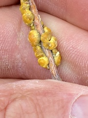 Cerococcus quercus