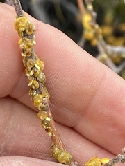 Cerococcus quercus