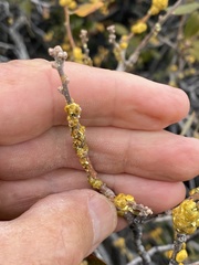 Cerococcus quercus
