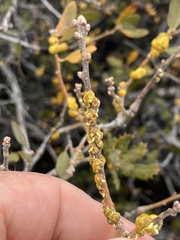 Cerococcus quercus