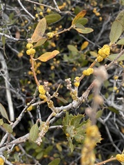 Cerococcus quercus