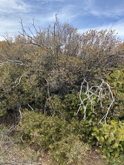 Cerococcus quercus