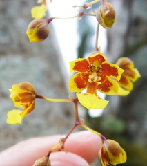 Grandiphyllum auricula