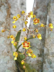Grandiphyllum auricula