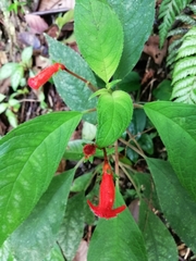 Kohleria inaequalis