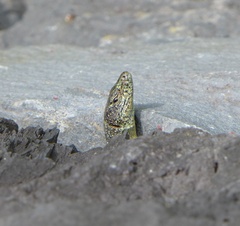 Teira dugesii dugesii