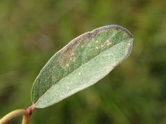 Stigmella zelleriella