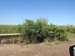 Lycium boerhaviifolium