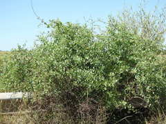 Lycium boerhaviifolium