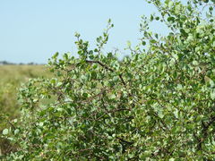Lycium boerhaviifolium