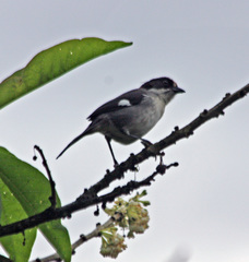 Atlapetes leucopterus