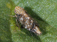Errastunus ocellaris