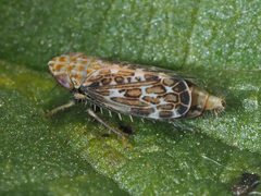 Errastunus ocellaris