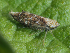 Errastunus ocellaris