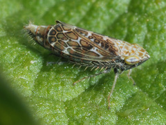 Errastunus ocellaris