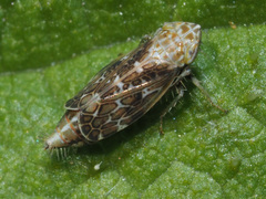 Errastunus ocellaris