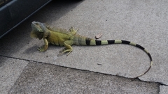 Iguana iguana