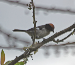 Atlapetes leucopterus