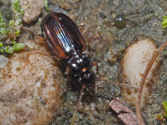 Trechus quadristriatus