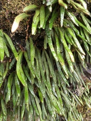 Pyrrosia linearifolia