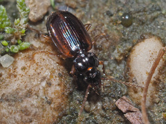 Trechus quadristriatus