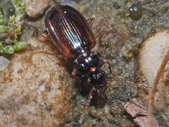 Trechus quadristriatus