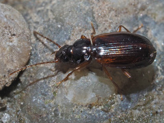 Trechus quadristriatus