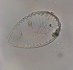 Surirella