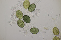 Podospora communis