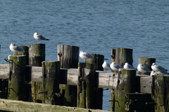 Larus delawarensis