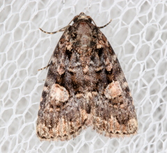 Condica macrosema