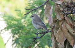 Lanius phoenicuroides