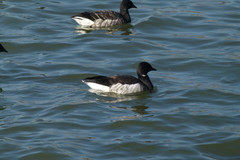 Branta bernicla