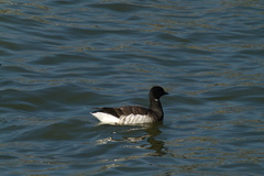 Branta bernicla