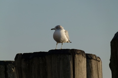 Larus delawarensis