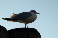 Larus delawarensis