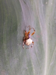 Araneus horizonte