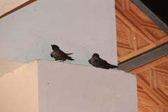 Ptyonoprogne concolor