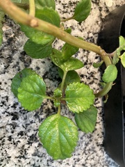 Plectranthus verticillatus