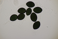 Podospora communis