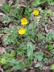 Ranunculus auricomus