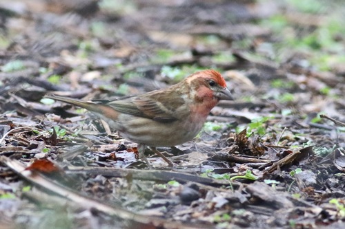 Purple Finch, Orangevale, CA, USA, photo 9 of 10