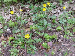 Ranunculus auricomus