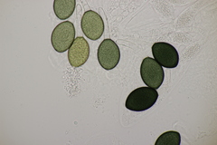 Podospora communis