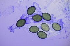 Podospora communis