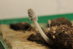Coprinopsis radiata